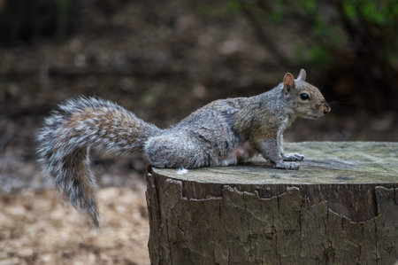 A squirrel on a stump in a park in New York City.の写真素材