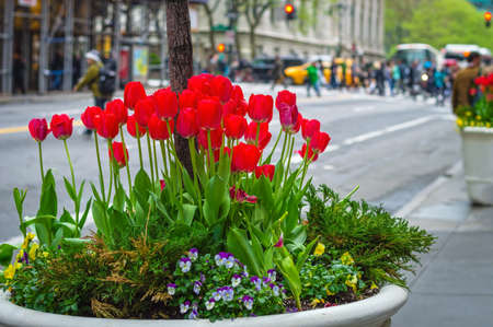 A Spring planter of tulips in Midtown Manhattan.の写真素材
