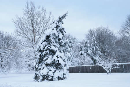 A tall pine tree tilts over with the weight of the fresh snow in Manalapan New Jersey.の写真素材