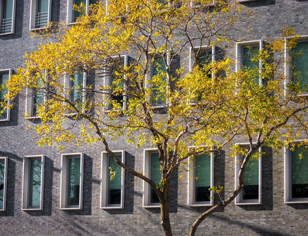 Bright yellow Autumn leaves contrasted against a building with many windows in New York City.の写真素材