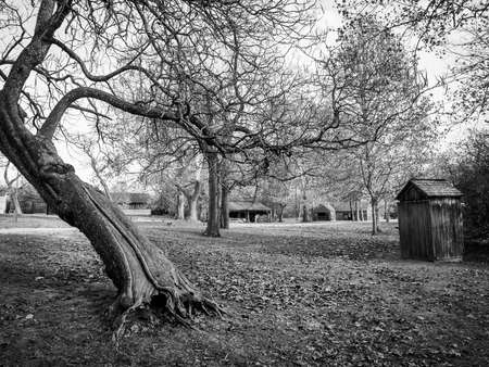 A black and white look at an odd shaped tree in Batsto Village, Byrlington County New Jersey.の写真素材
