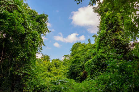 Dense Summer growth in this woodlands in Central New Jersey.の写真素材