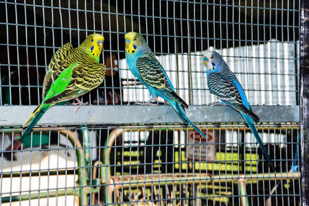 Colorful parakeets at the NJ Freedom Fest Fair in New Jersey.の写真素材