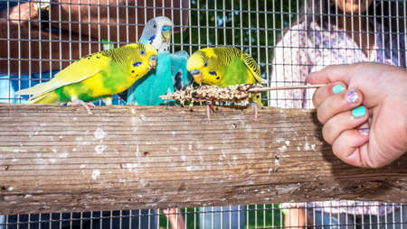 Hand feeding parakeets at a state fair in New Jersey.の写真素材