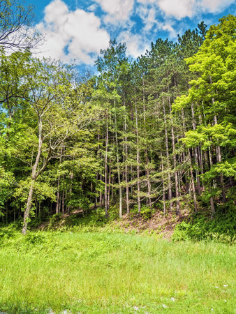 Tall trees in a Summer field in Warren County New Jersey.