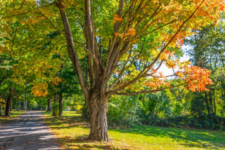 Autumn trees along this rural street in Morris County New Jersey.の写真素材
