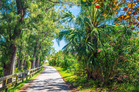 Tropical flowers, palm trees and pines surround this walk way on St. George's in Bermuda.の写真素材