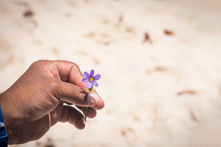The bermudiana, the National flower of Bermuda in  the hand of a local tour guide.の写真素材