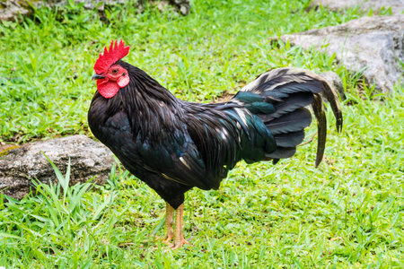 The wild feral chicken has large numbers because of the lack of predators on the island of Bermuda.