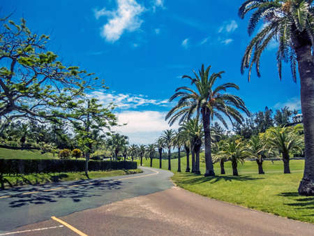 Palm trees line the road along this golf course in Bermuda.の写真素材