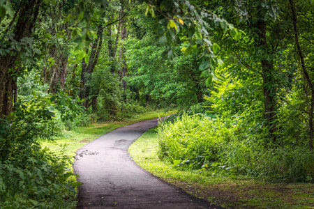 Sunlight on this nature trail through the woods along the Raritan Greenway in Bridgewater New...