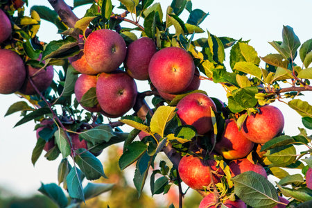Fresh apples on an apple tree in this orchid in Central New Jersey.