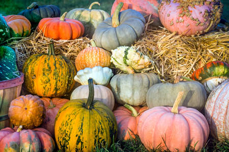 Colorful pumpkins and gourds on a haystack at a roadside market in New Jersey.の写真素材