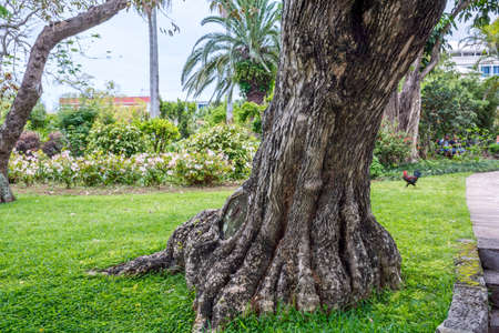 An old shapely tree trunk in Queens Park, Hamilton Bermuda.の写真素材