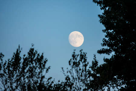The full moon framed by trees in the early evening sky.の写真素材