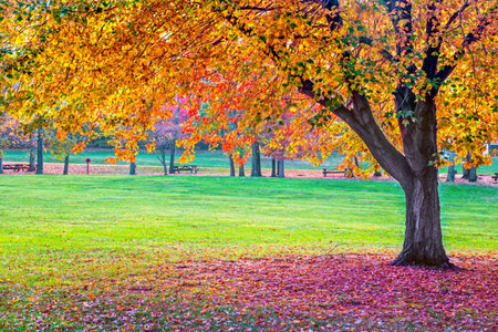 Colorful Autumn foliage in this park in Long Valley New Jersey.の写真素材