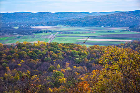 A hawk soars high above Jenny Jump Forest during Autumn in Warren County New Jersey.の写真素材
