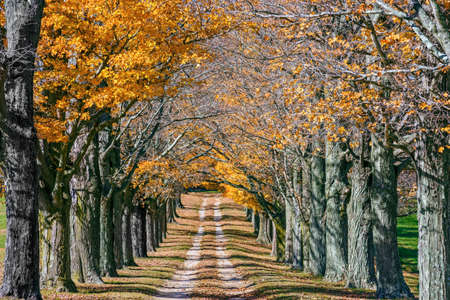 Telephoto View of Autumn tress surrounding this dirt road in rural Central New Jersey.の写真素材