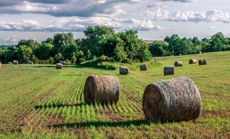 A surrealistic look at bales of hay on this field in rural Central New Jersey.の写真素材