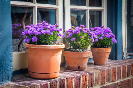 Potted purple mums on a window sill in Jim Thorpe Pennsylvania.の写真素材