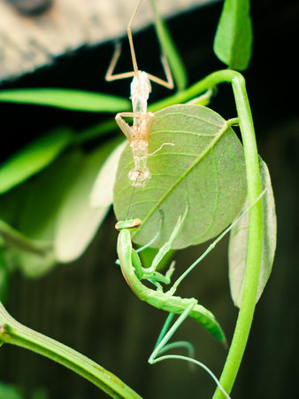 A close-up look of a praying mantis shedding it's exoskeletons.