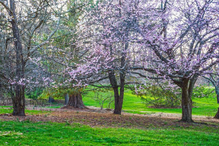 Bright green grass and cherry blossoms of early Spring in Holmdel Park in NJ.の写真素材