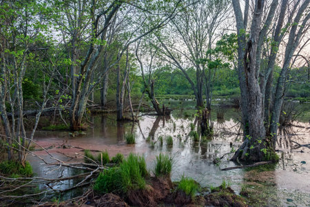 A wetland at dusk as seen in Englishtown New Jersey.