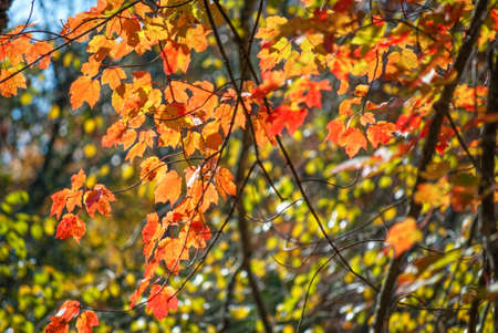 Sun shining through these Autumn leaves in Allaire State Park in New Jersey.の写真素材