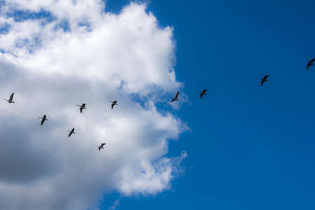 Ducks fly in formation on a cloudy blue Summer sky over the Woodstock concert grounds in Bethel NY.の写真素材