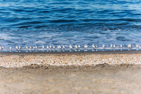 Sanderlings lined up on the shoreline of this beach in Sandy Hook New, New Jersey.の写真素材