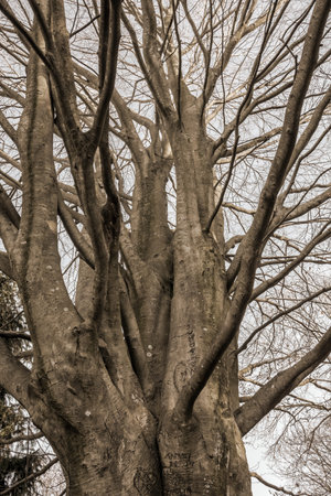 A toned black and white of this tree trunk with many branches.