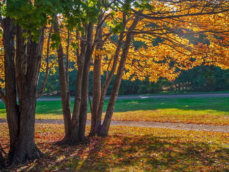 Golden leaves and green grass in this Autumn landscape in Freehold New Jersey.の写真素材