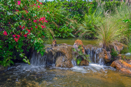 A tropical garden with flowers, ferns, grasses and small waterfall in Fort Laurderdale Florida.の写真素材