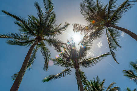 Bright sunlight with lens flare looking up at palm trees in Fort Lauderdale Florida.の写真素材