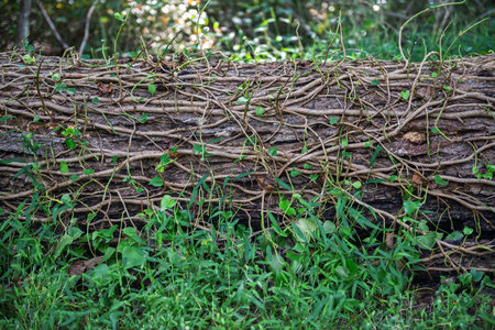 A fallen tree in the woods that had vines growing up on it.