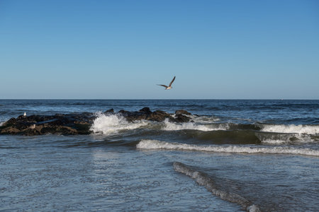 A seagull in flight with blue sky on a late Summer day in Avon by the Sea in New Jersey.の写真素材
