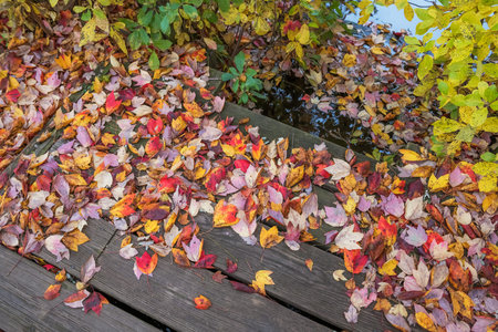 Freshly fallen leaves on this wooden dock make an interesting Autumn composition.