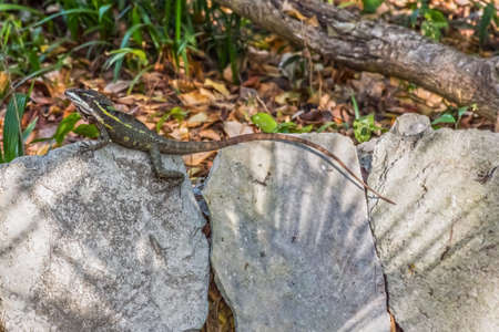 A small lizard with long tail on the rocks along trail in Riviera Maya in Mexico.の写真素材