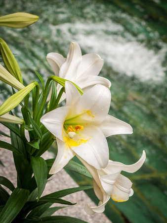 The Easter lily in full bloom against a water background.の写真素材