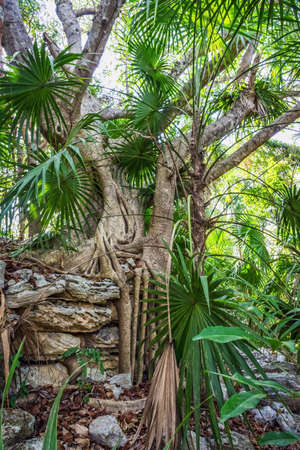 A shapely tree with fan plant leaves on ancient Mayan ruins in Riviera Maya in Mexico.の写真素材