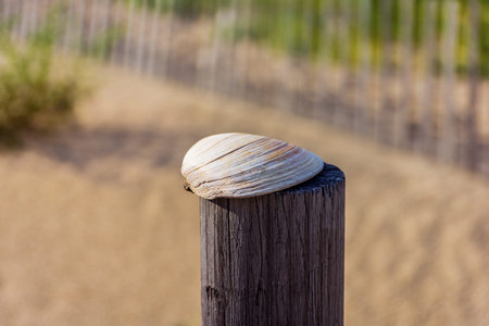 A close-up look at a clam shell on wooden post on the beach.