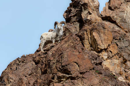 The dall sheep stands on high rock formation in Denali National Park in Alaska.の写真素材