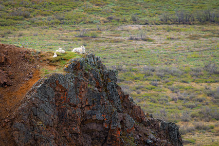 Dall sheep relax high upon a cliff in Denali National Park in Alaska.の写真素材