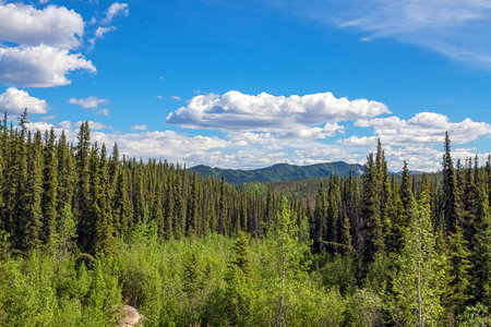 A Spring landscape in Denali National Park in Alaska.