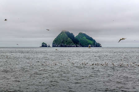 Seagulls an dsmall islands of Kenai Fjords National Park near Seward Alaska.の写真素材
