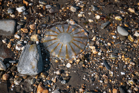 A jellyfish on the beach in Nome Alaska.