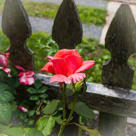 A single pink rose in a Summer garden in New Jersey.の写真素材