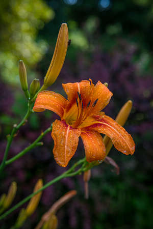 A vibrant orange Tiger Lilly in a Summer garden.の写真素材