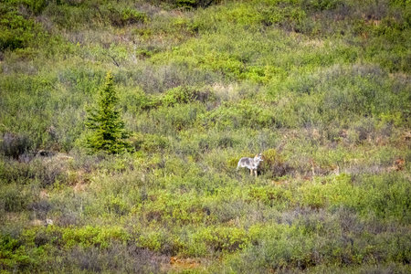 A wolf in the wilderness of Denali National Park in Alaska.