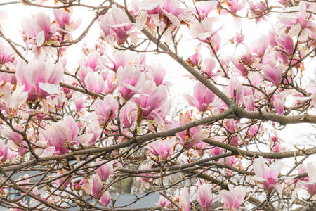 A Magnolia tree branch in full bloom during the Spring.の写真素材